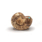 Mick Romancito (d): Ammonite, Snail