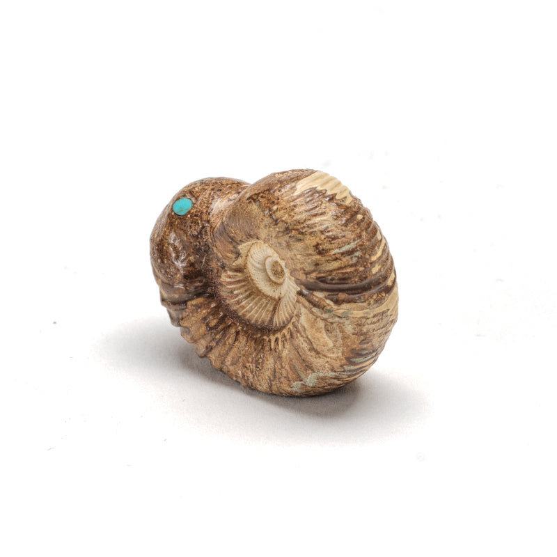 Mick Romancito (d): Ammonite, Snail