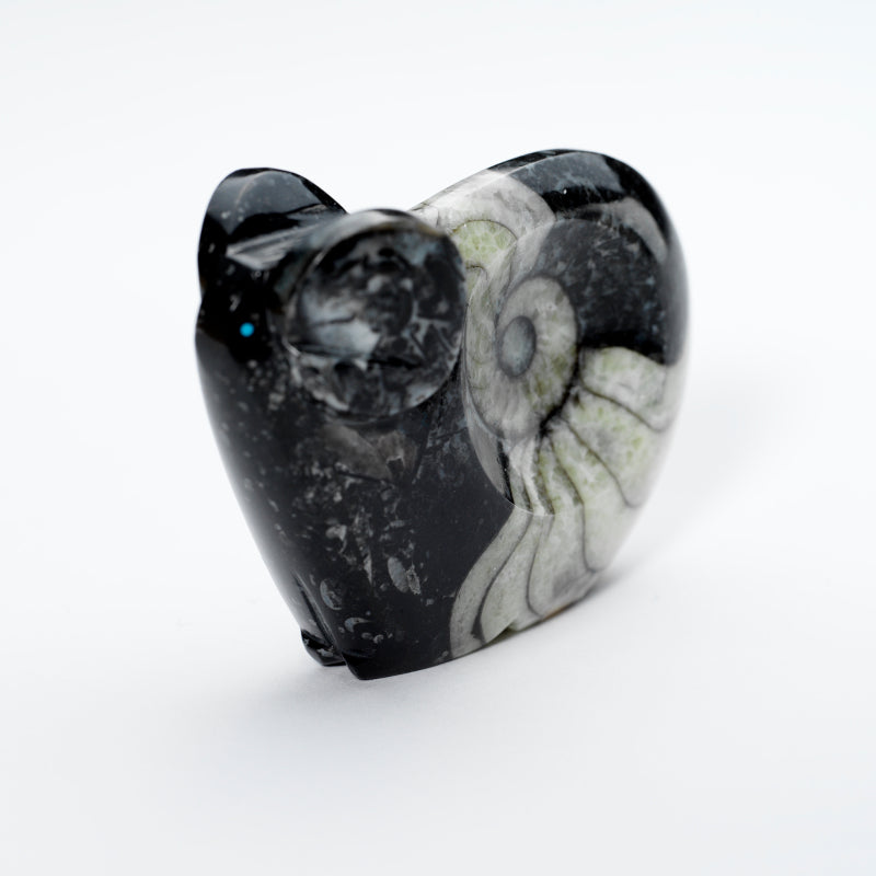 Clayton & Abby Panteah: Ammonite Marble, Ram