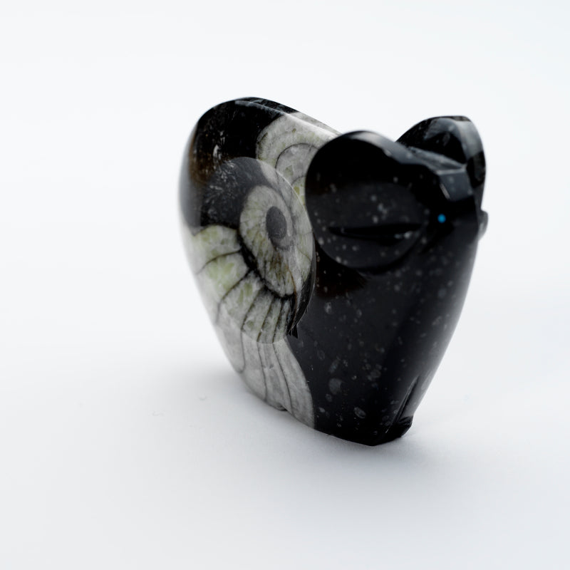 Clayton & Abby Panteah: Ammonite Marble, Ram