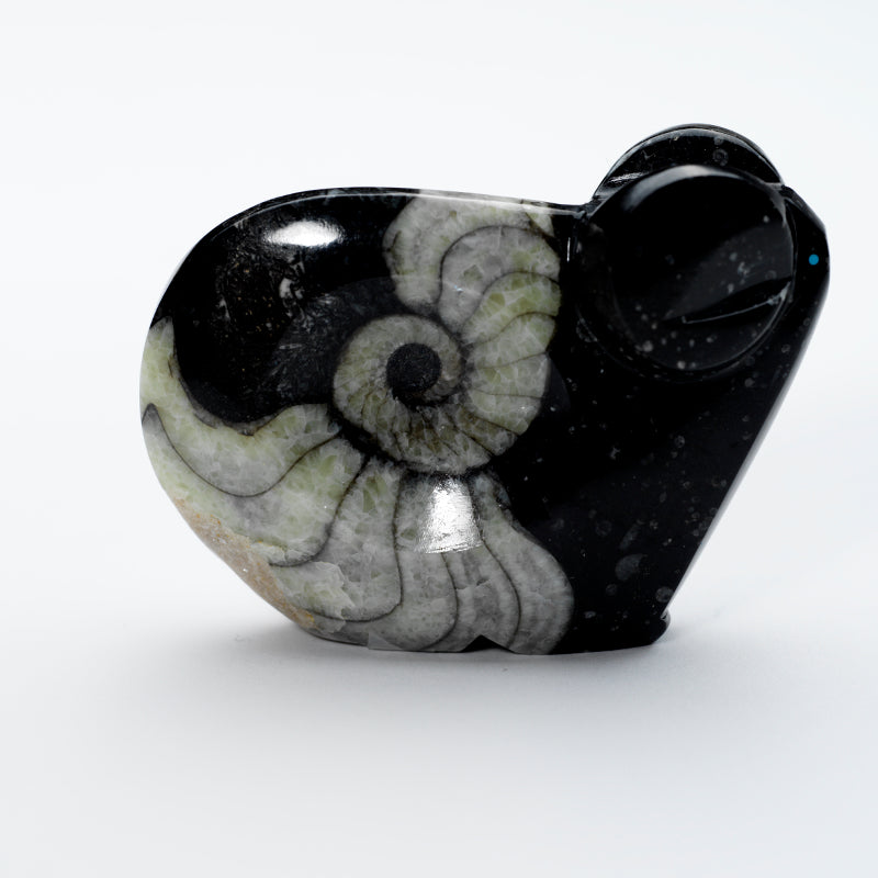 Clayton & Abby Panteah: Ammonite Marble, Ram