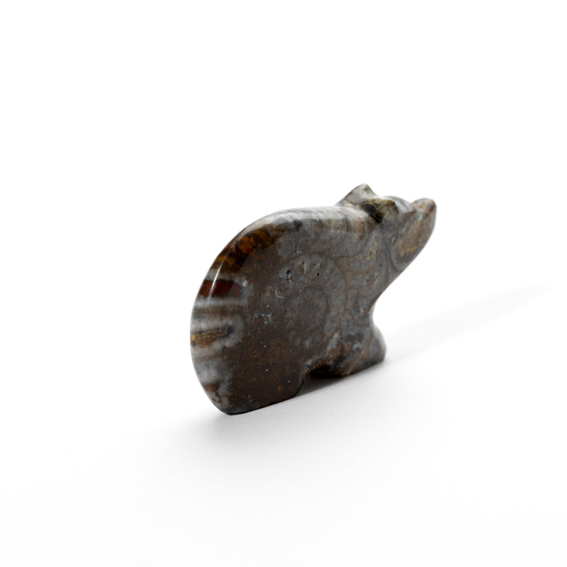 Jayne Quam: Ammonite, Mosaic Bear