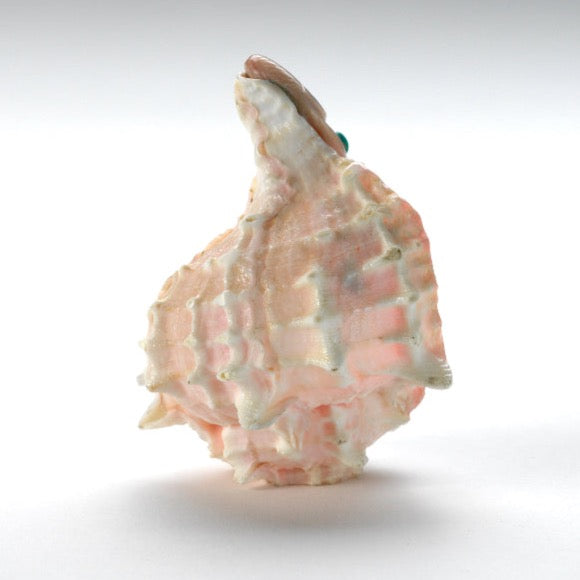 Daniel Chattin: Conch Shell, Maiden